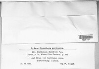 Lyomyces sambuci image
